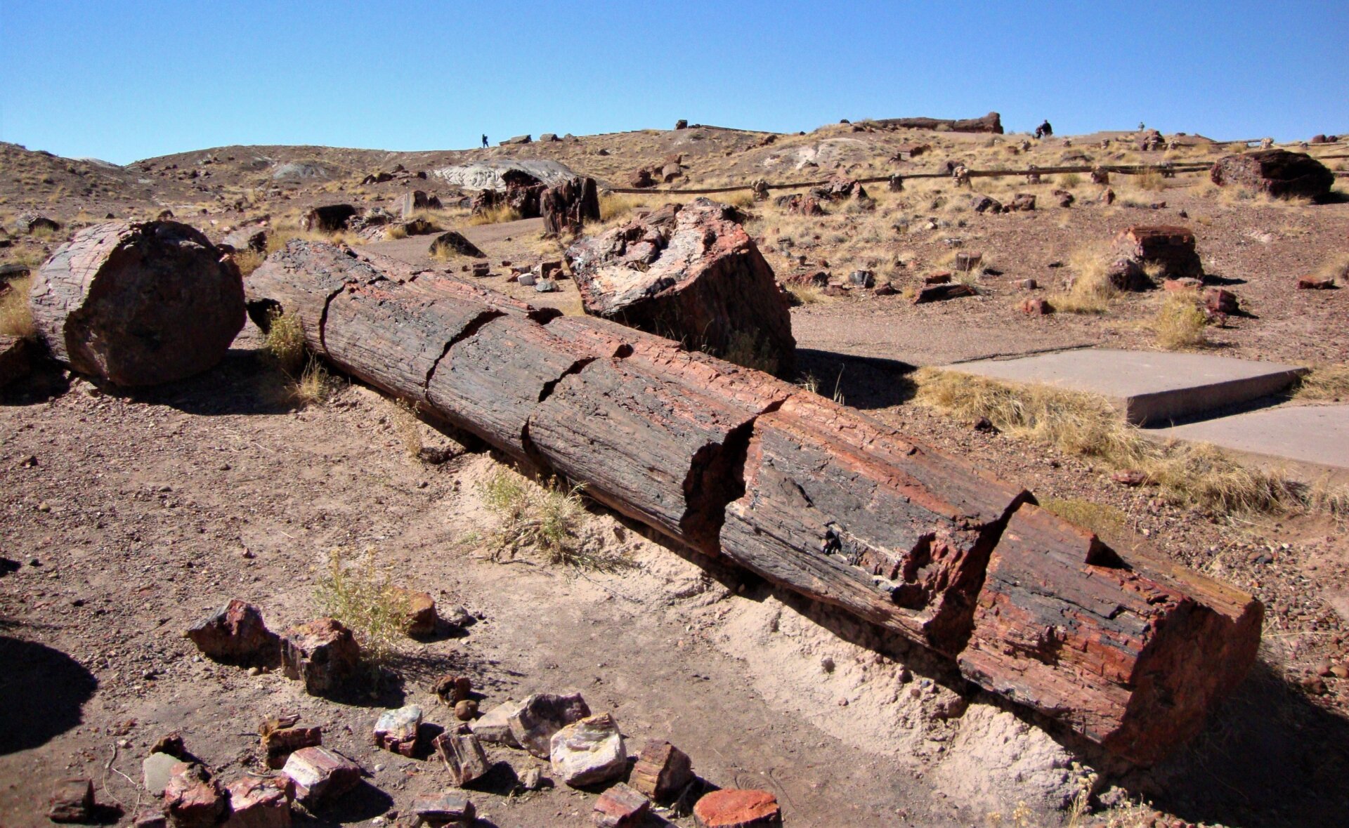 A petrified tree on its side.