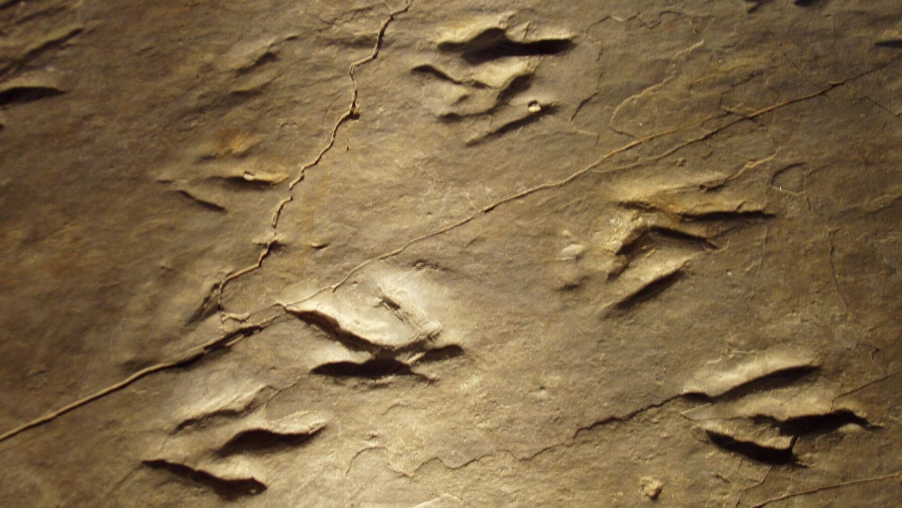 Eubrontus The Best Places to See Fossils in the United States | Page 3 of 12