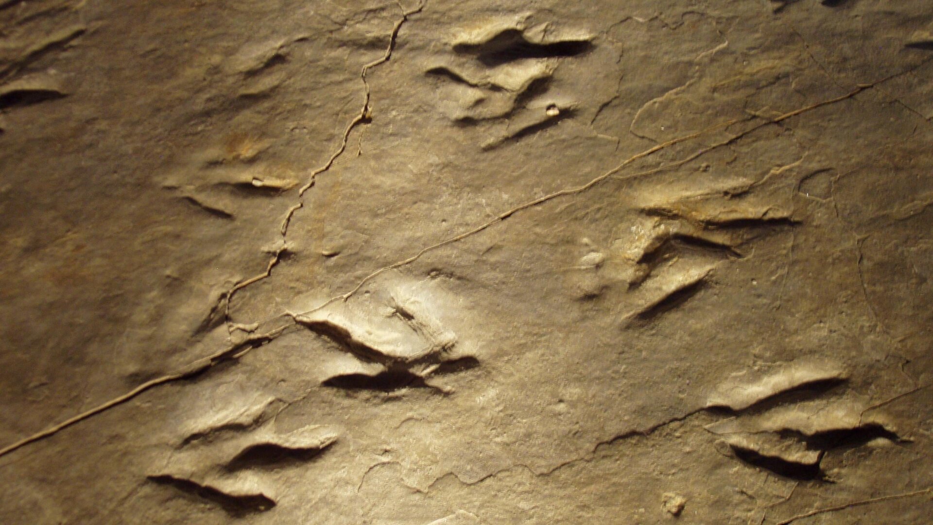 Eubrontes trace fossils from the park.
