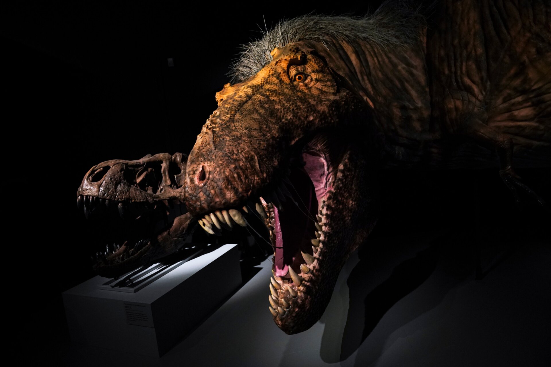 A T. rex model on display in New York.