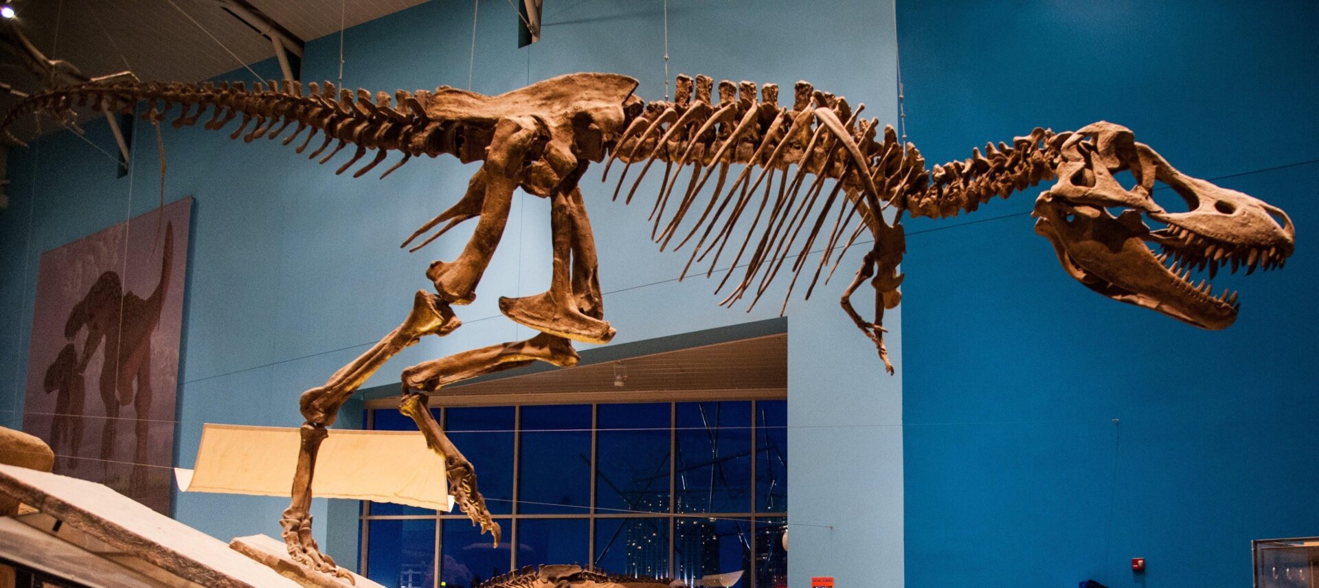 A T. bataar on display in Maryland.