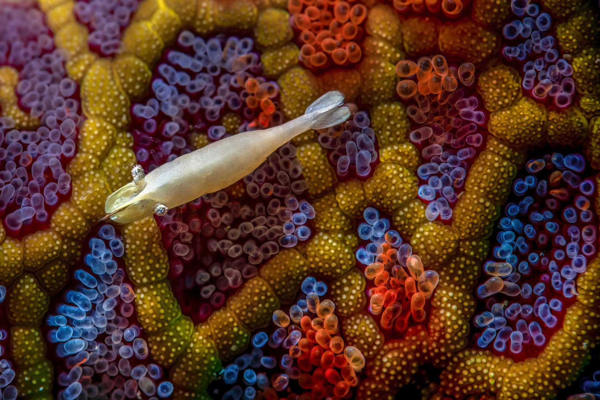 Photo: Simon Theuma