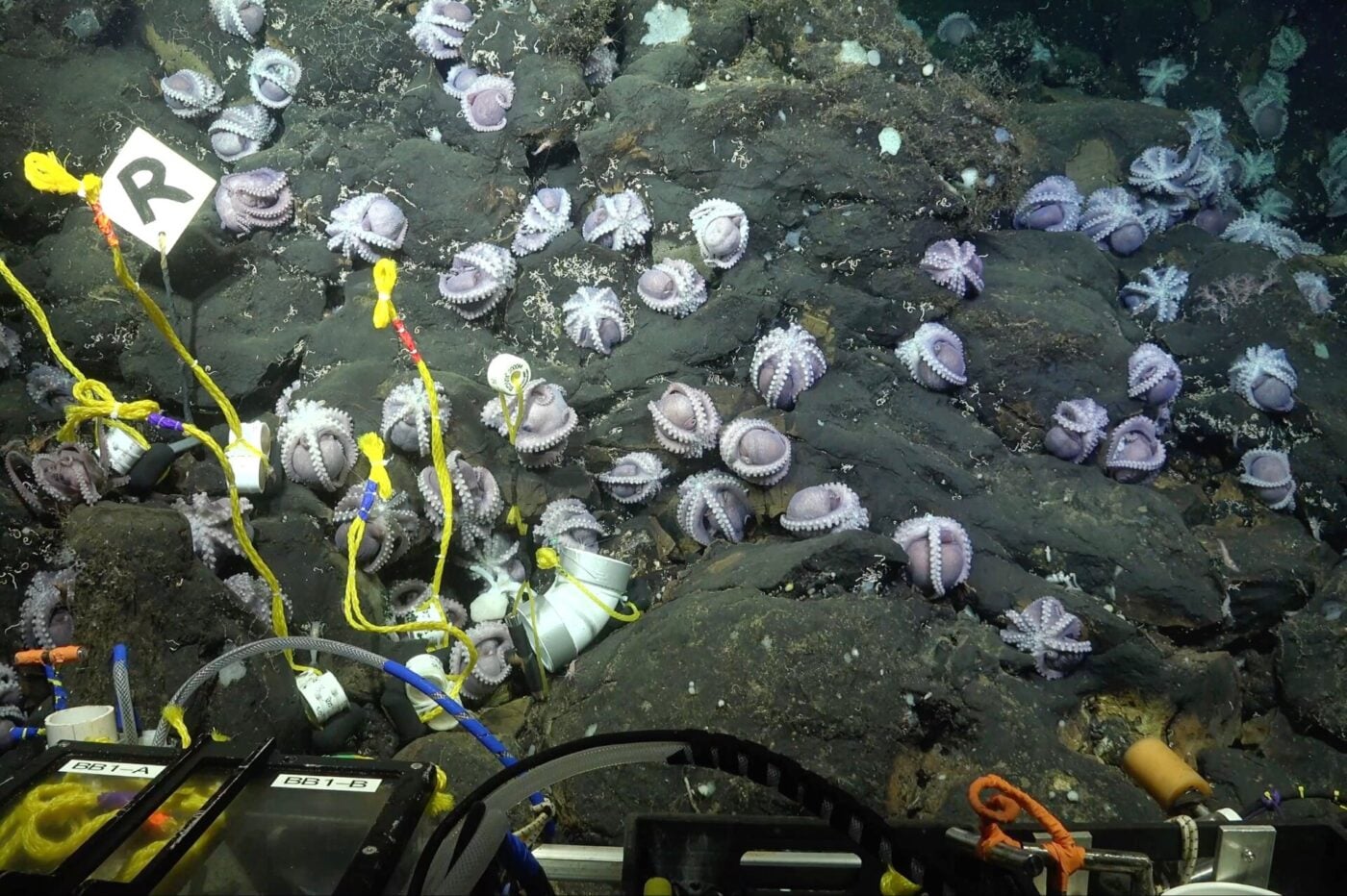 See a Newly Discovered Deep-Sea Octopus and Its Adorable Alien Children ...