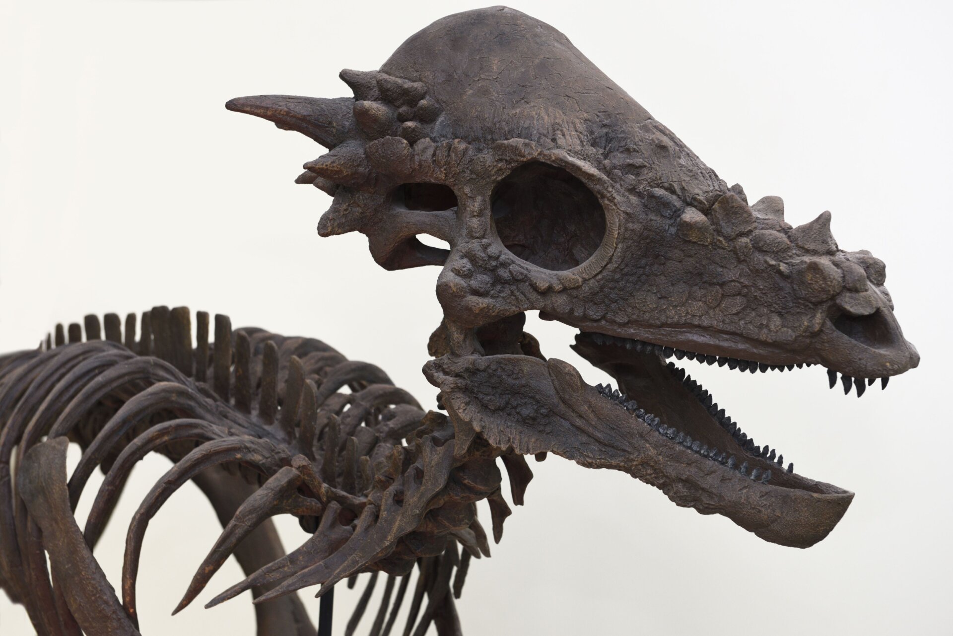 A Pachycephalosaurus cast.