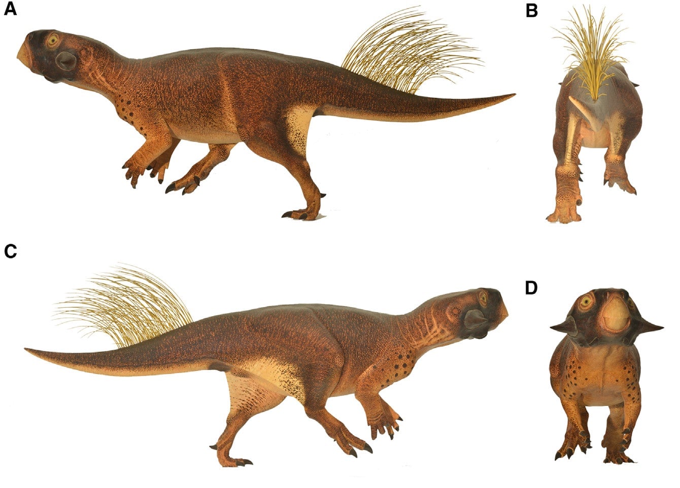 A Psittacosaurus model.