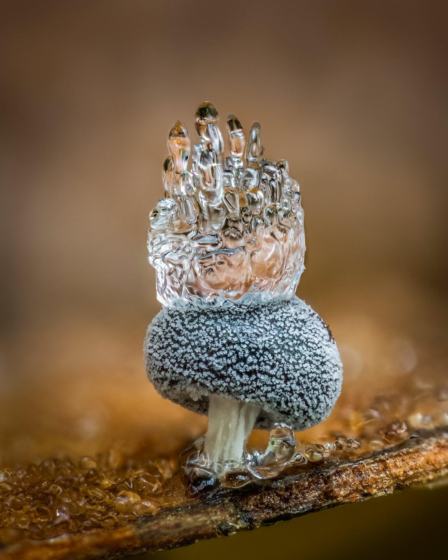 Photo: Barry Webb