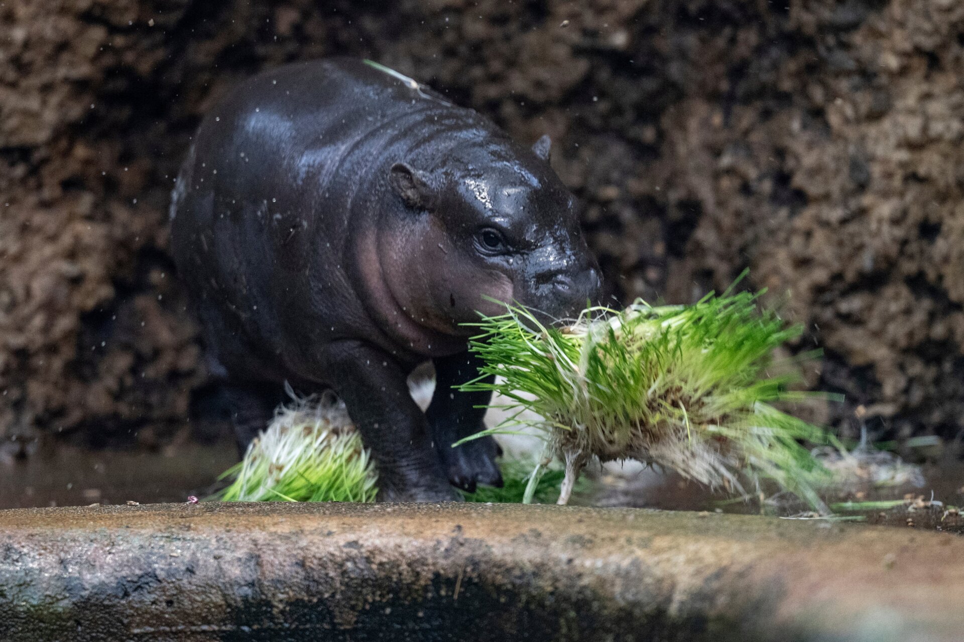 Mikolas learning to nom.