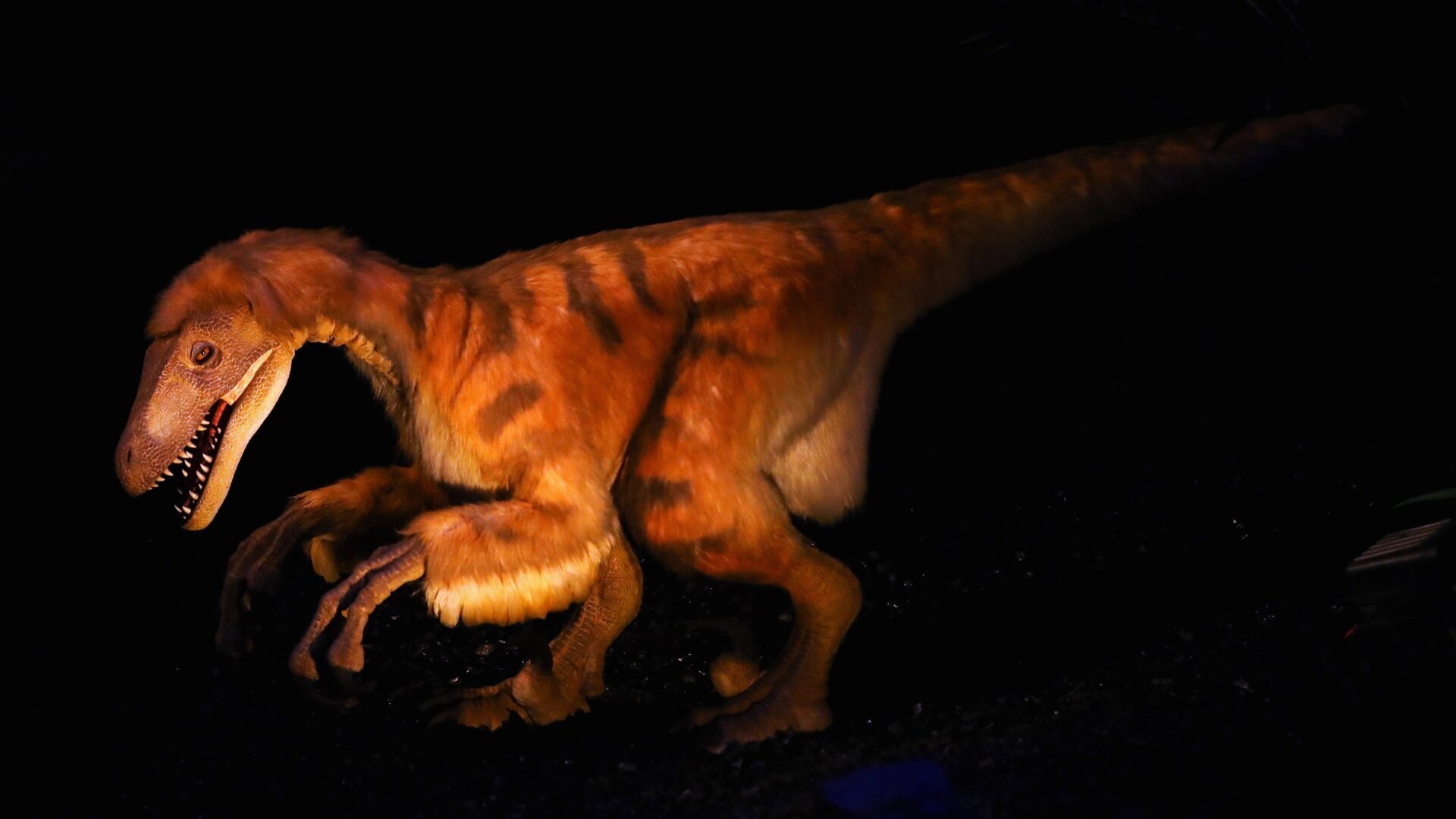A Deinonychus model in Leiden, The Netherlands.