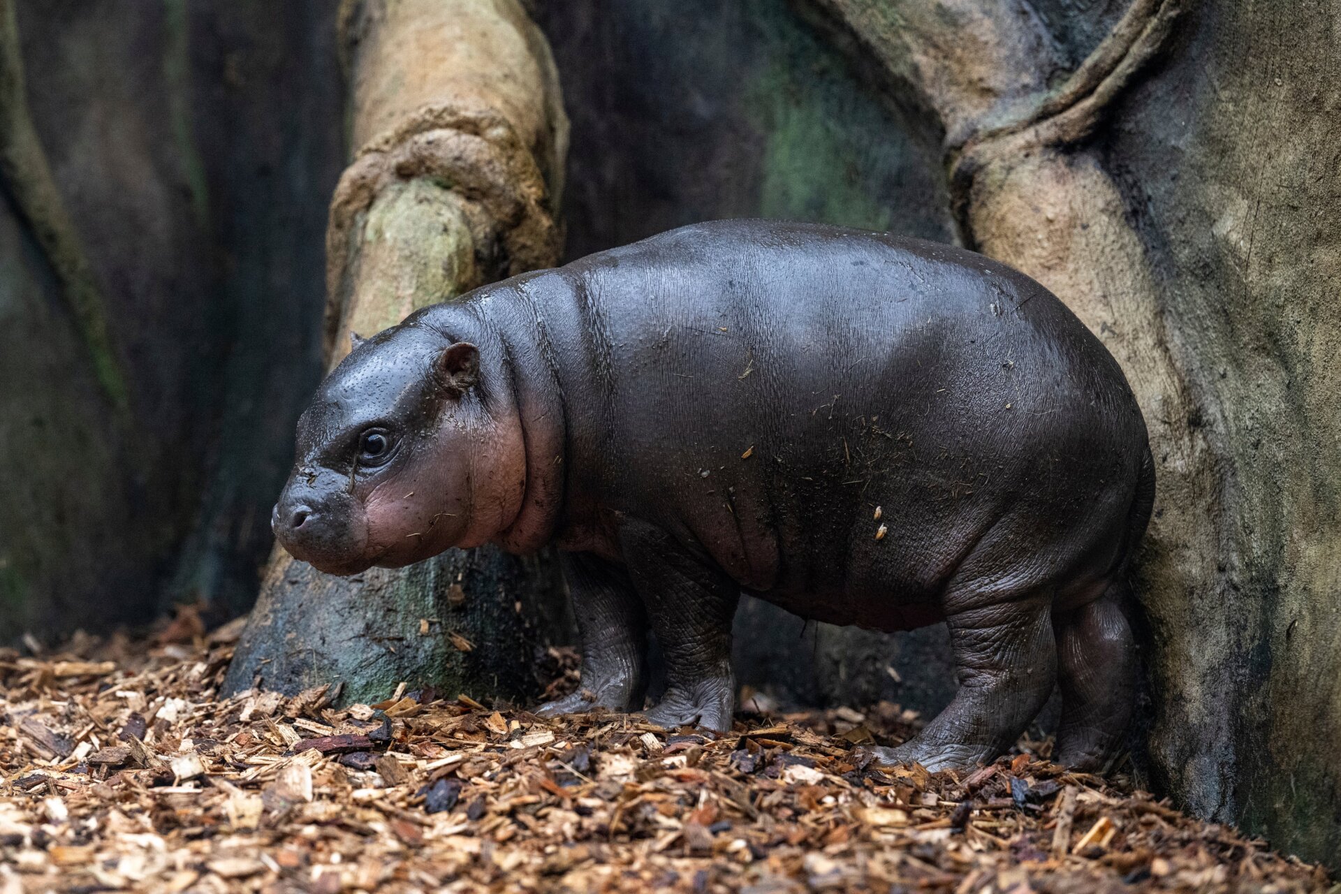 Photo: David Tanecek