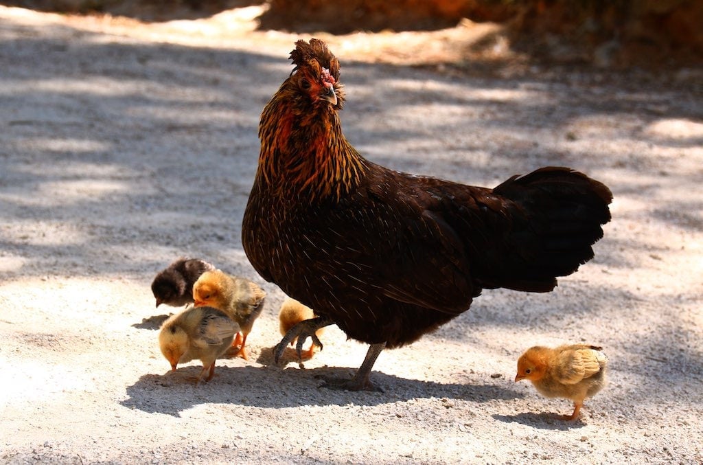 A hen with chicks.