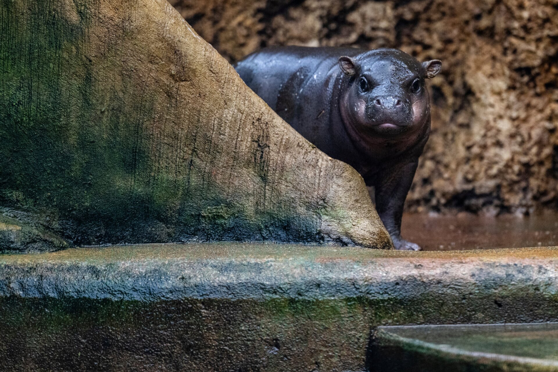 A perhaps shy Mikolas.