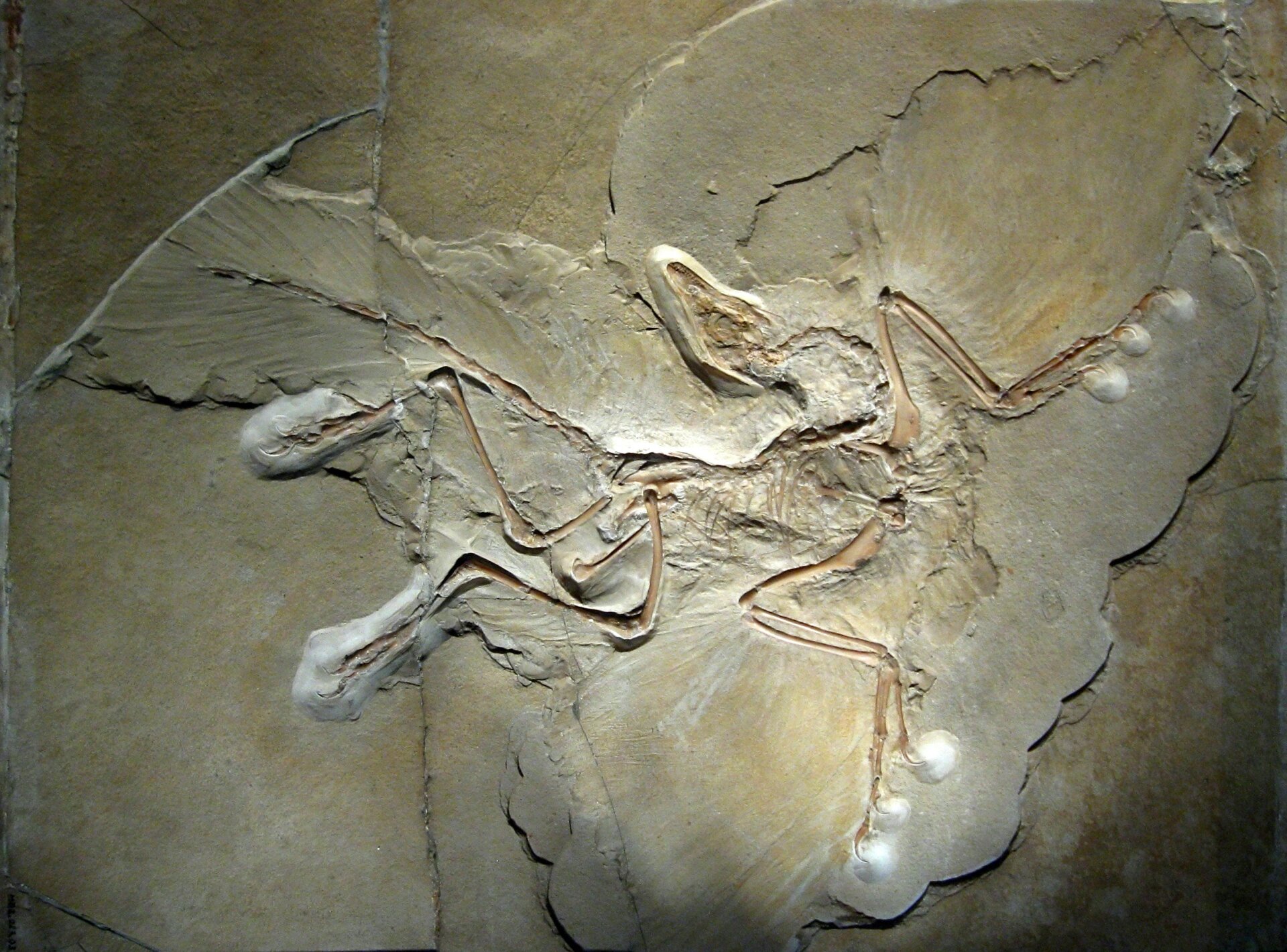 Archaeopteryx lithographica.