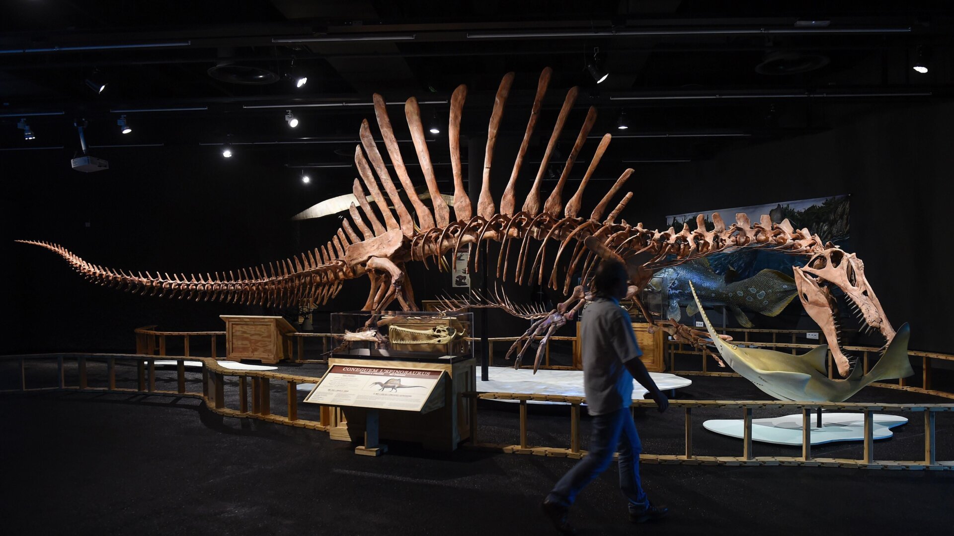A Spinosaurus skeleton in Barcelona.