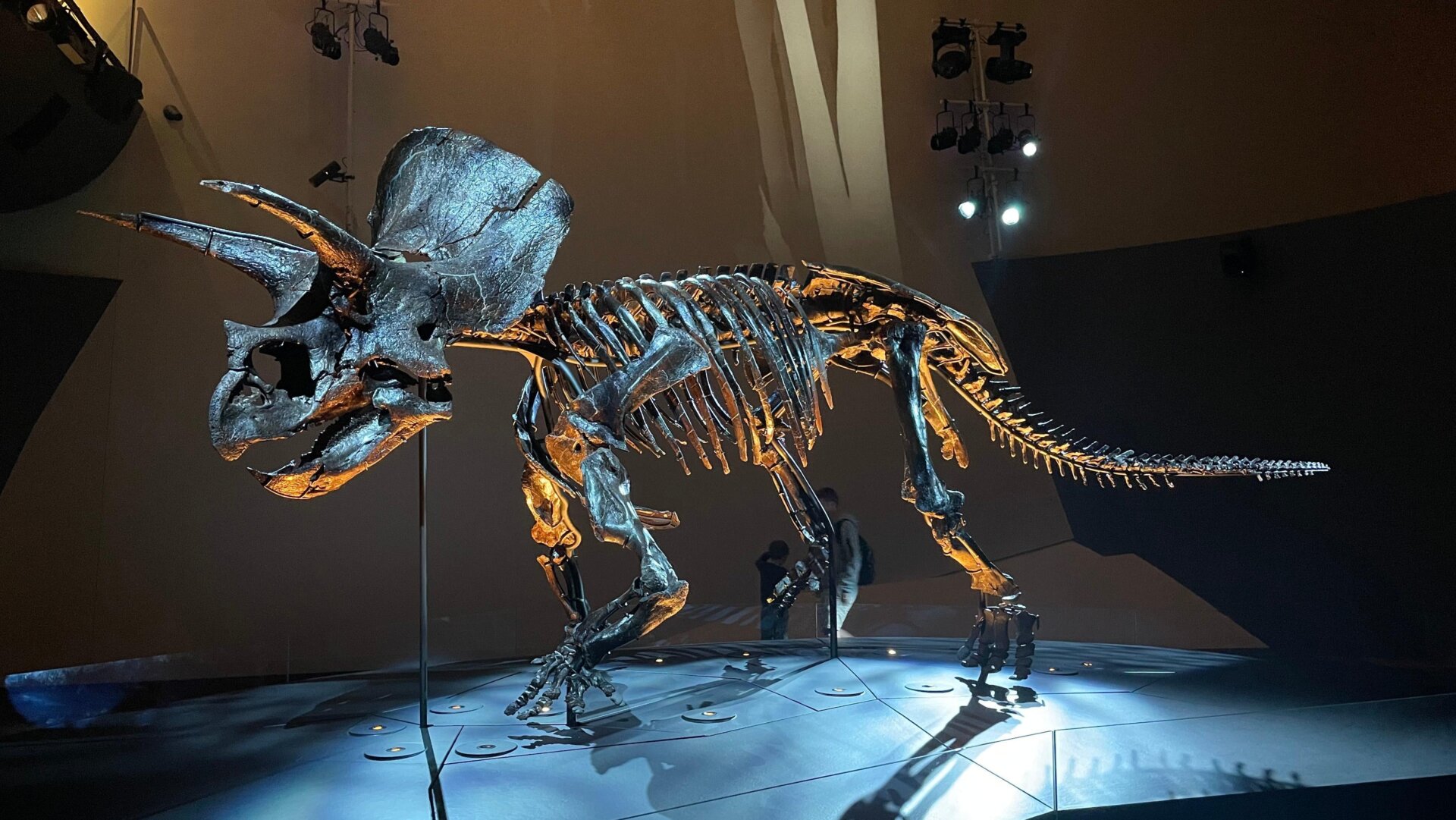 A Triceratops fossil. Note the horns.