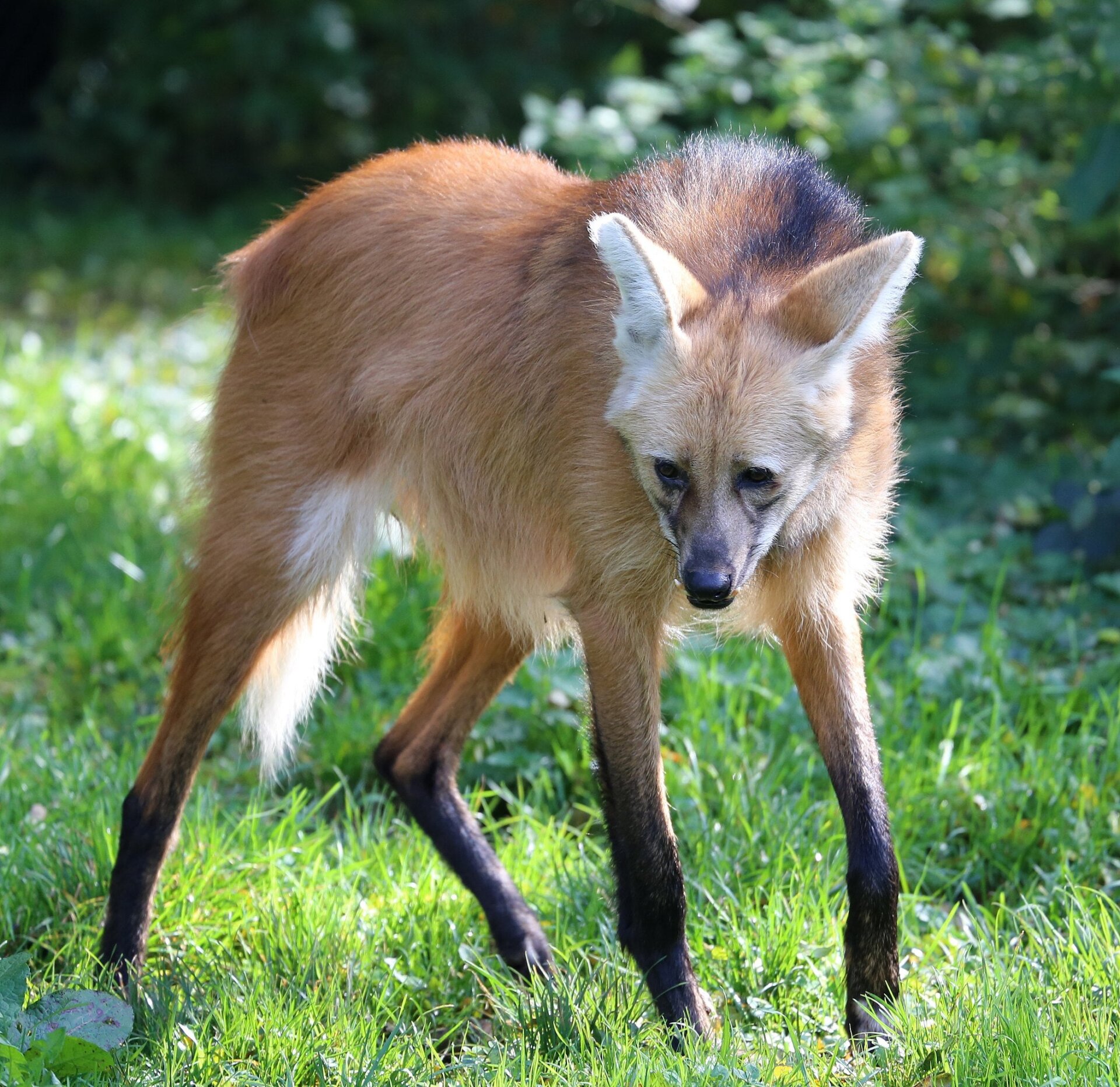 A maned wolf