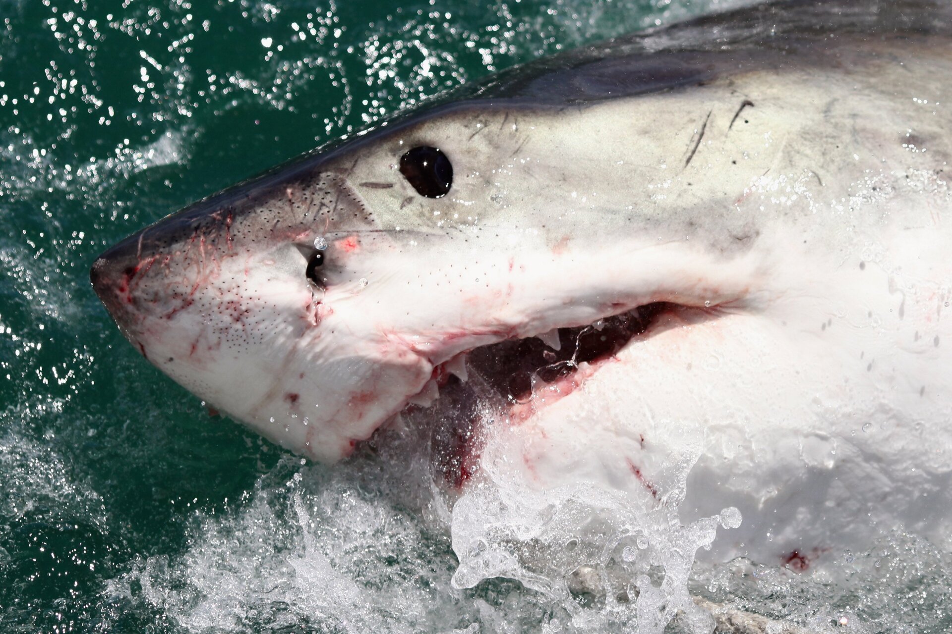 Countershading on a great white shark seen off South Africa in 2009.