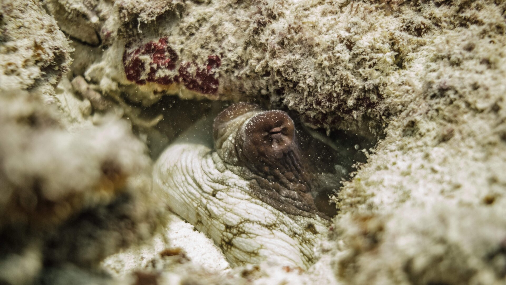 An octopus peering out from amid some rocks.