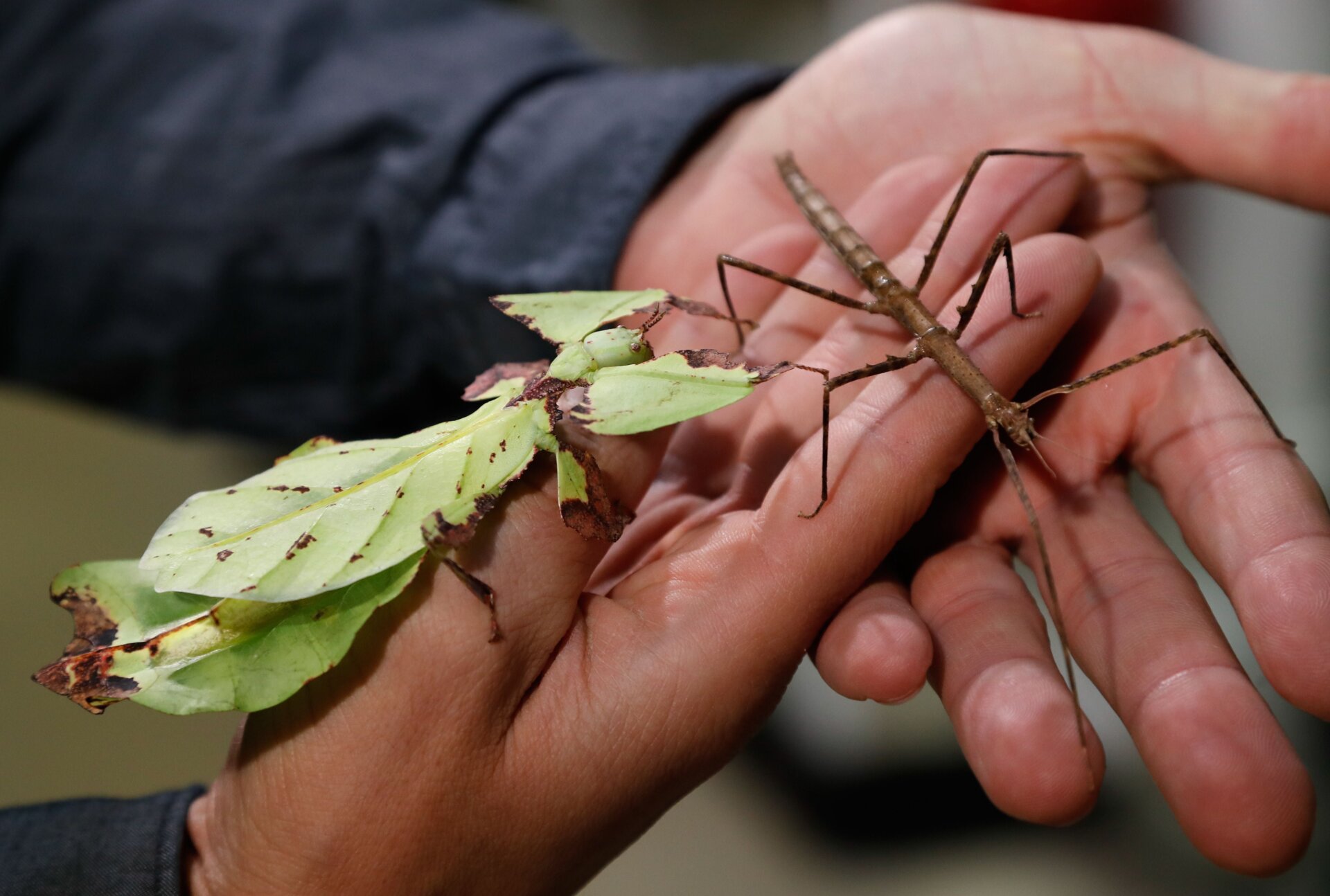 Two species of Phasmatodea in Paris in 2018.