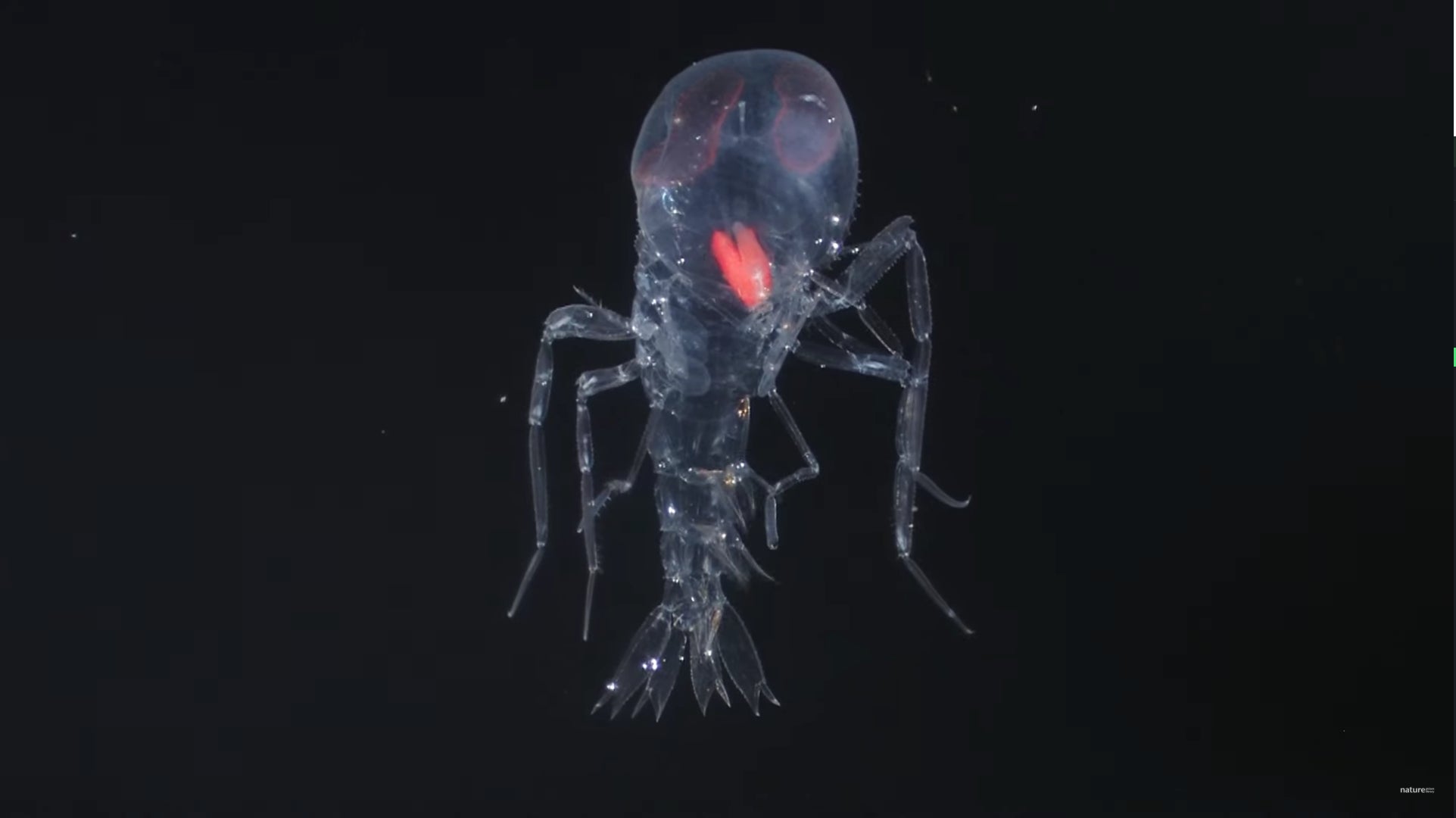 A translucent crustacean in the deep sea.
