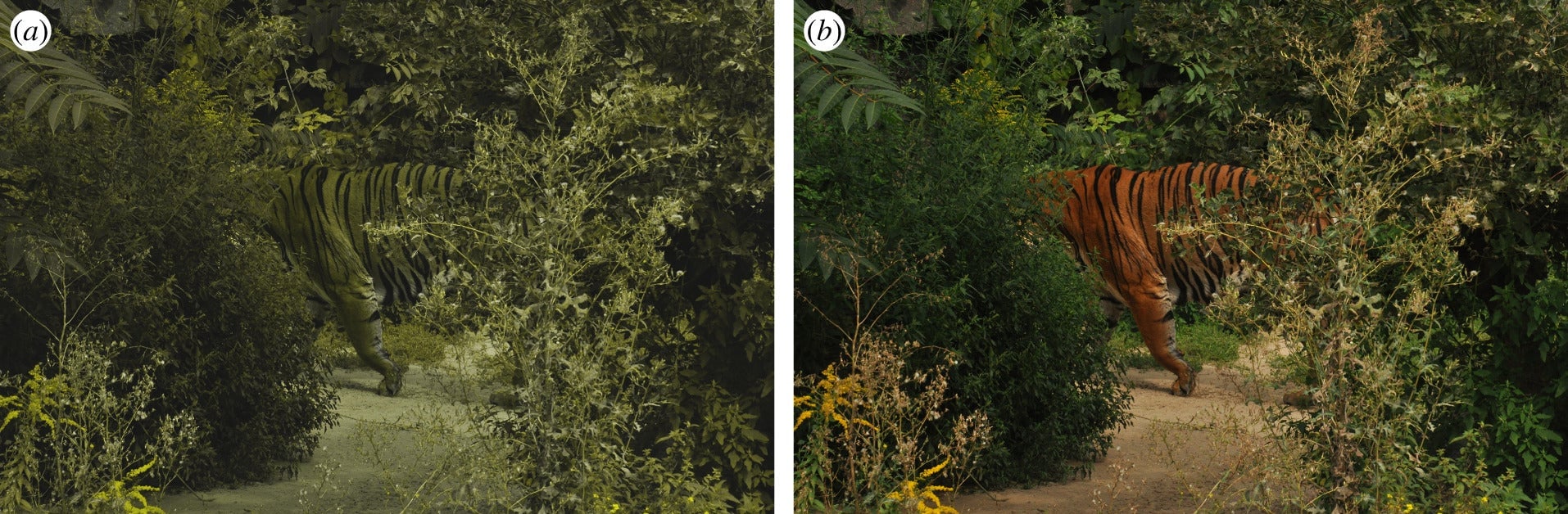 Left: a tiger through a red-green blind filter. Right: a tiger seen through a trichromat receiver.