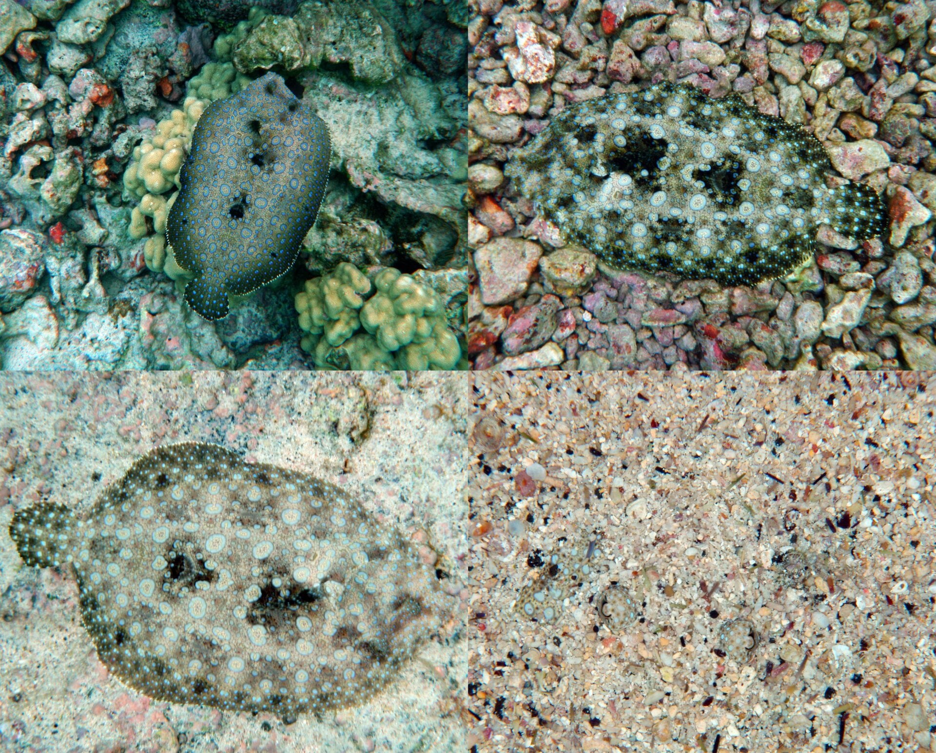 A peacock flounder changing its coloration and burying itself.