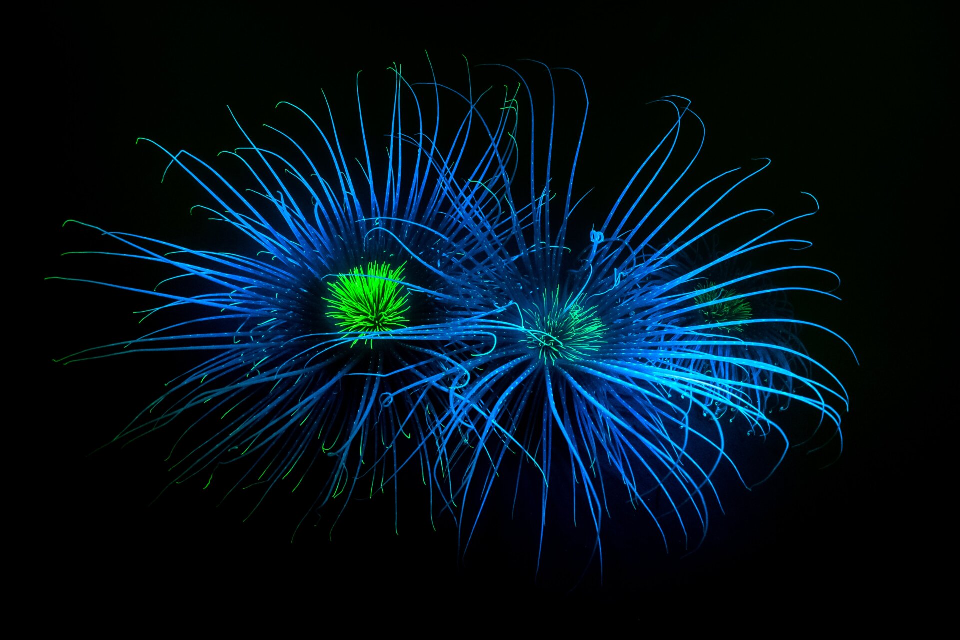 Photo: © Dan Bolt / British Wildlife Photography Awards
