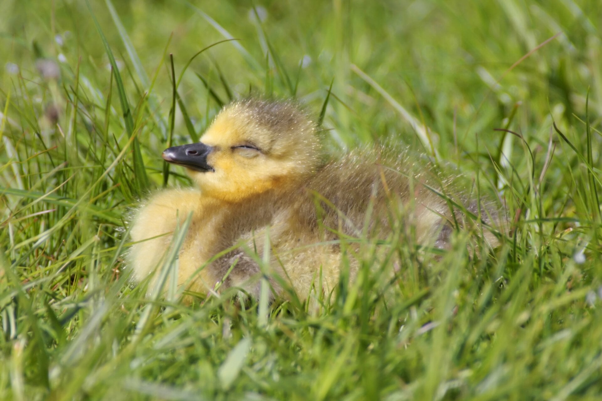 A baby Canadian goose sleeping in the sun. 