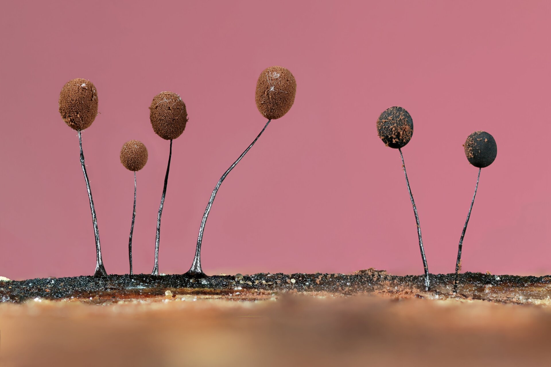 Photo: © Jason McCombe / British Wildlife Photography Awards