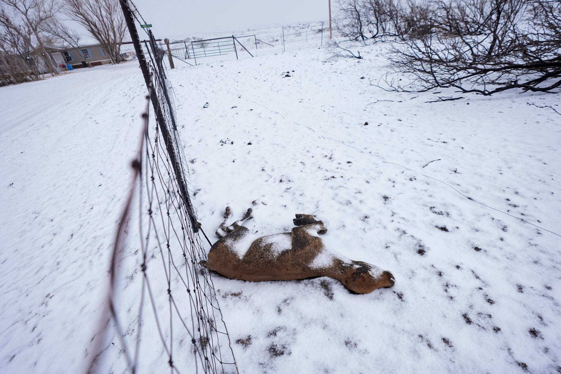 Snow covers a calf killed by the Smokehouse Creek Fire, Thursday, Feb. 29, 2024, in Fritch, Texas.