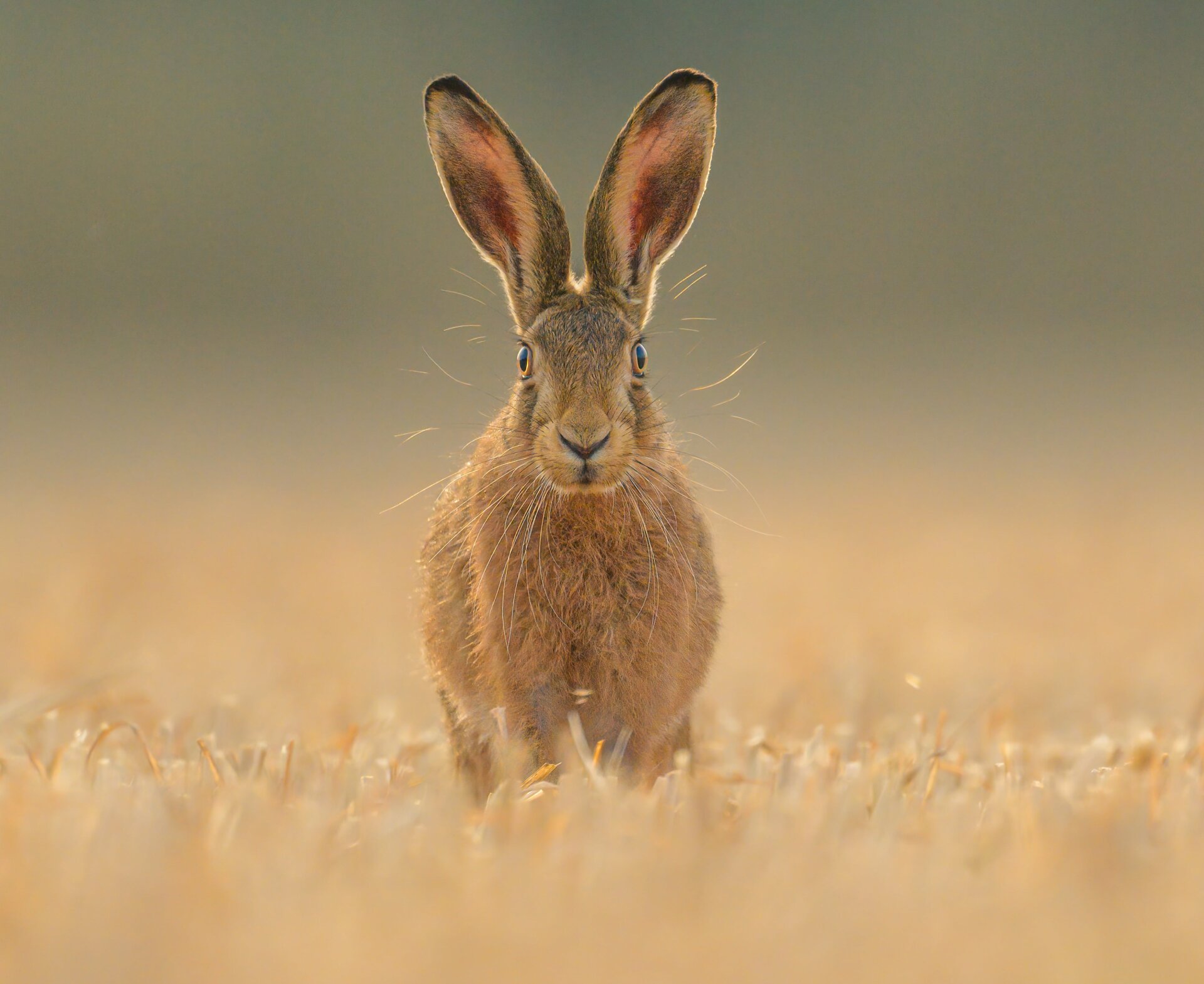 Photo: © Spencer Burrows / British Wildlife Photography Awards
