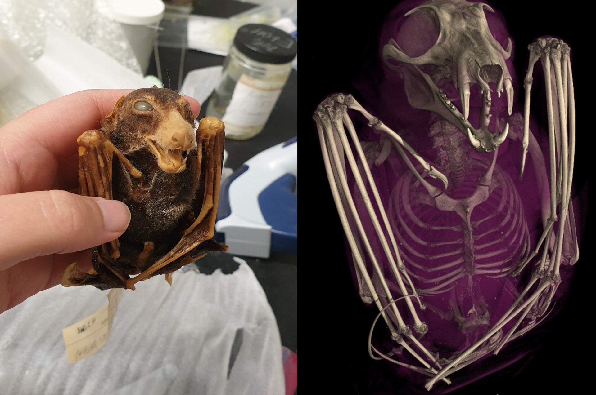 A side by side comparison of the black-bellied fruit bat (Melonycteris melanops) in physical and digital form
