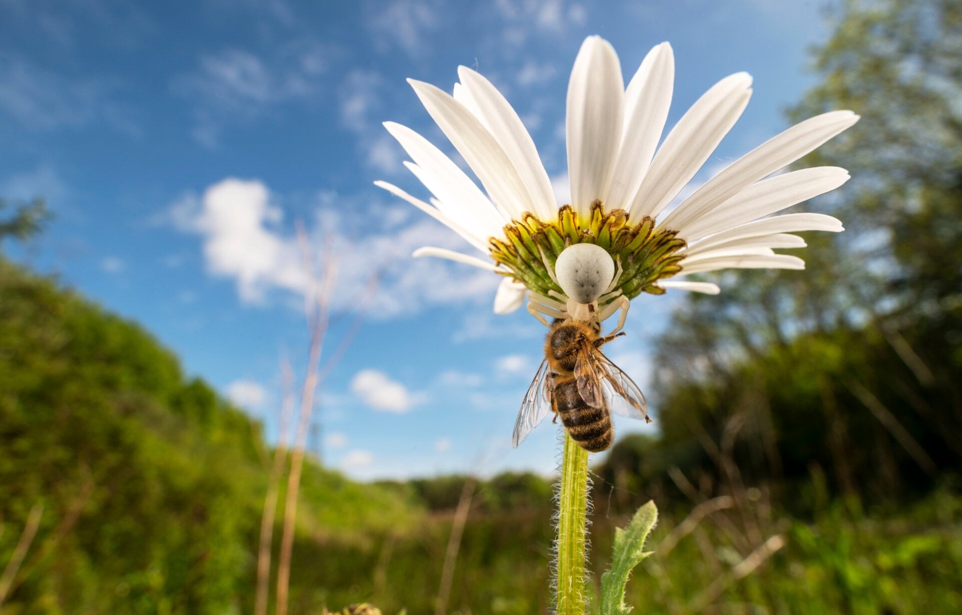 Photo: © Lucien Harris / British Wildlife Photography Awards
