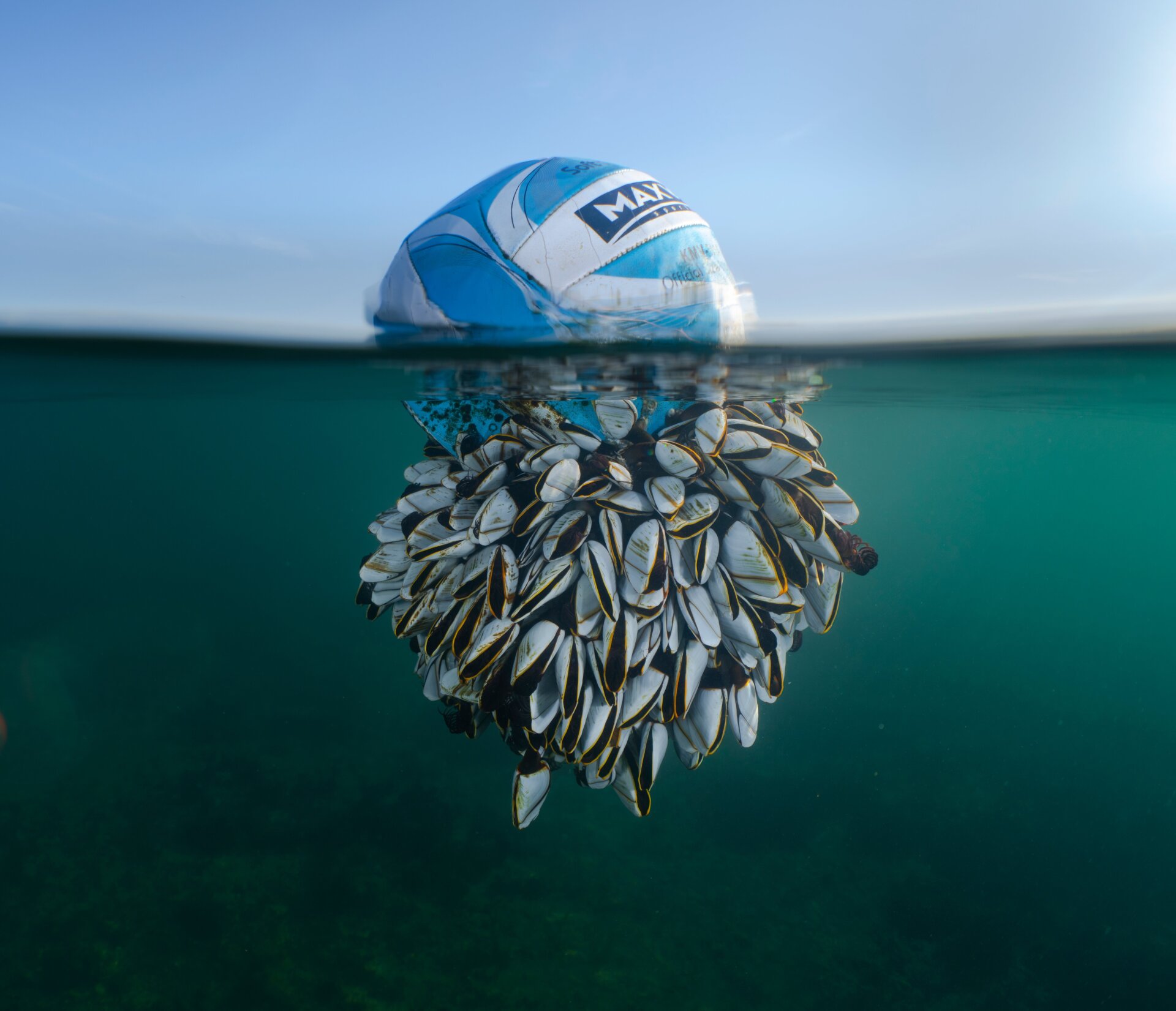 Photo: © Ryan Stalker / British Wildlife Photography Awards