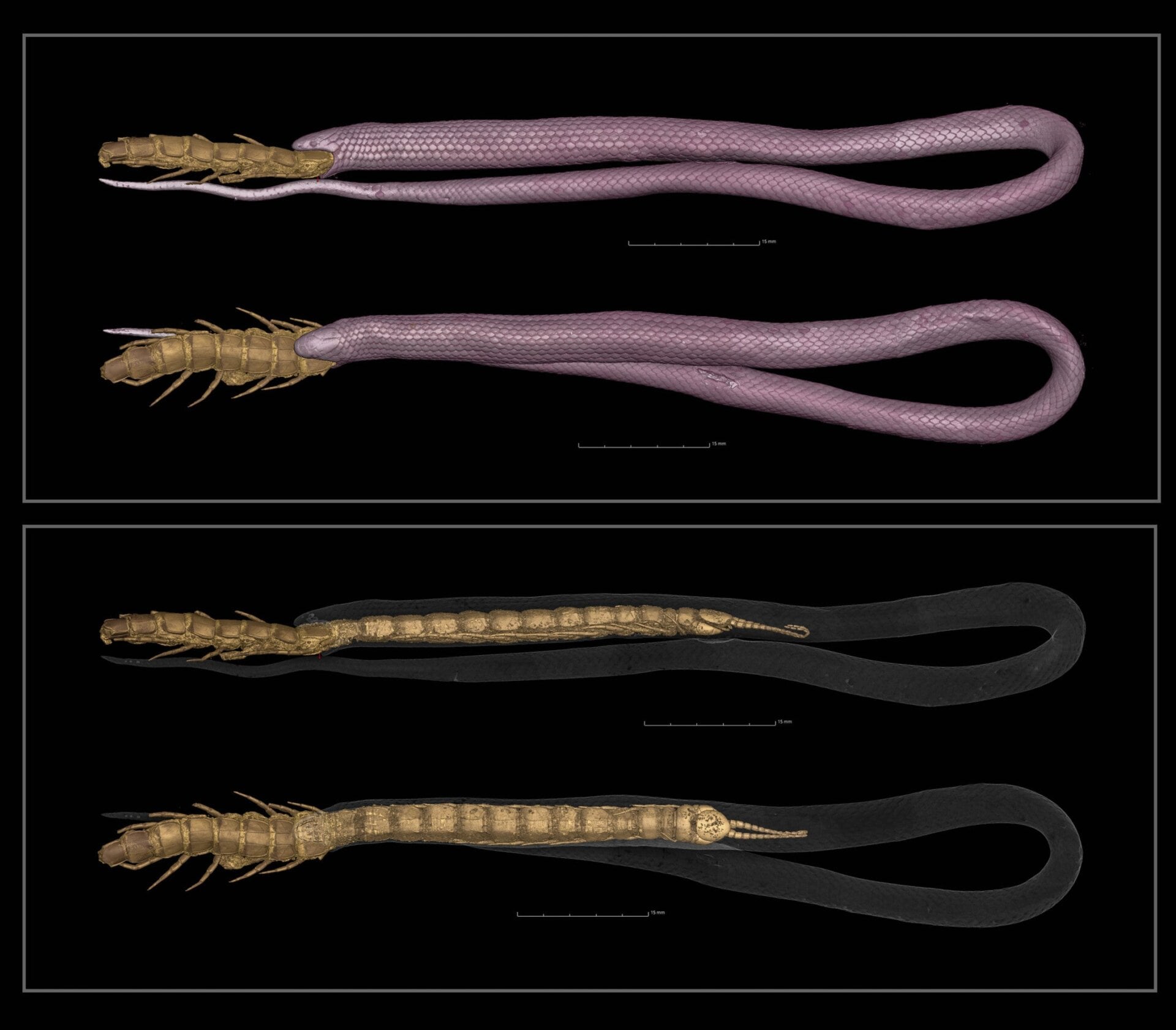 Researchers were fortunate enough to obtain and scan this specimen of a rim rock crowned snake (Tantilla oolitica), which choked to death while trying to eat a giant centipede.