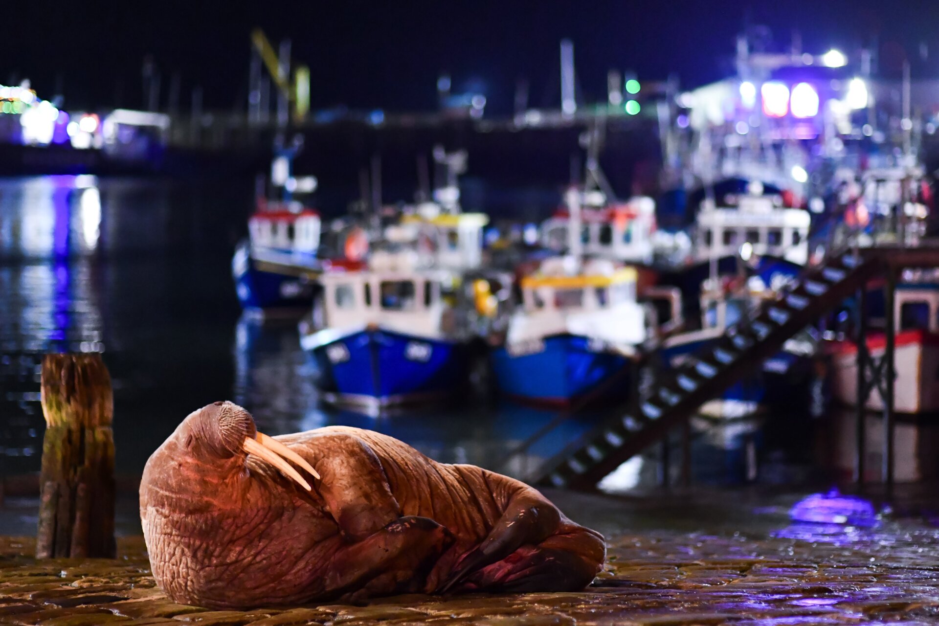 Photo: © Will Palmer / British Wildlife Photography Awards