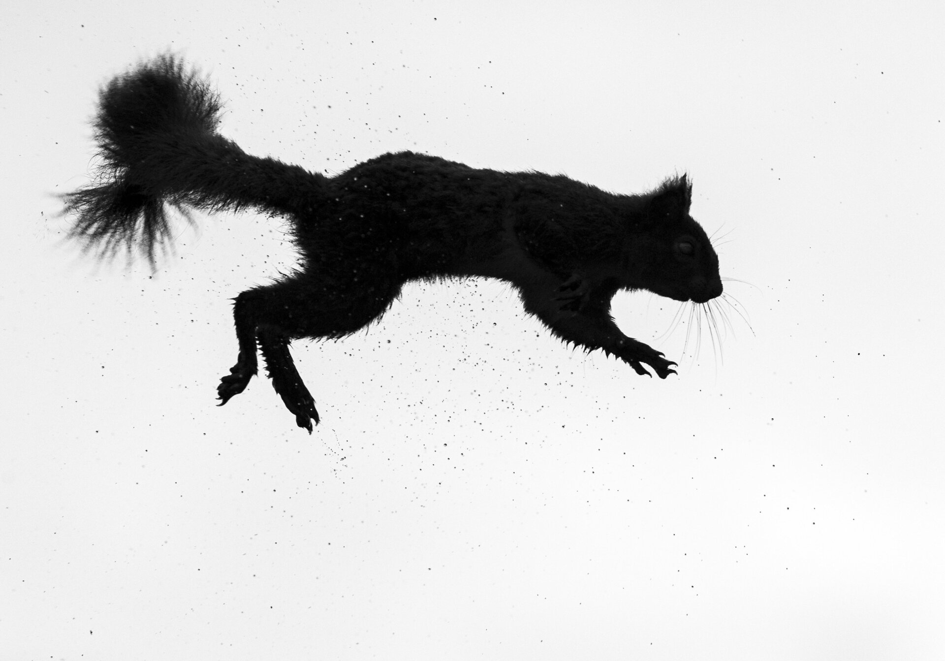 Photo: © Rosamund Macfarlane / British Wildlife Photography Awards