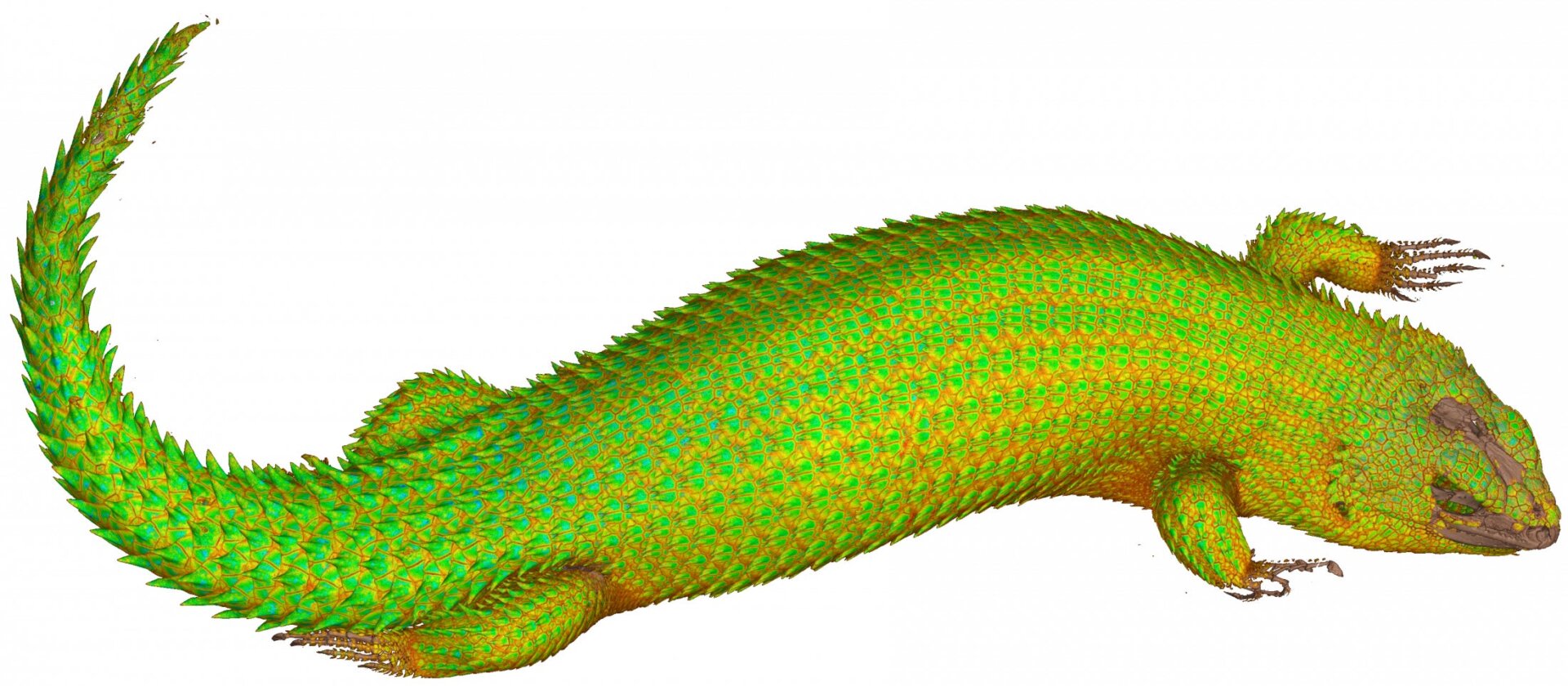 This is a Hosmer’s spiny-tailed skink, or Egernia hosmeri.