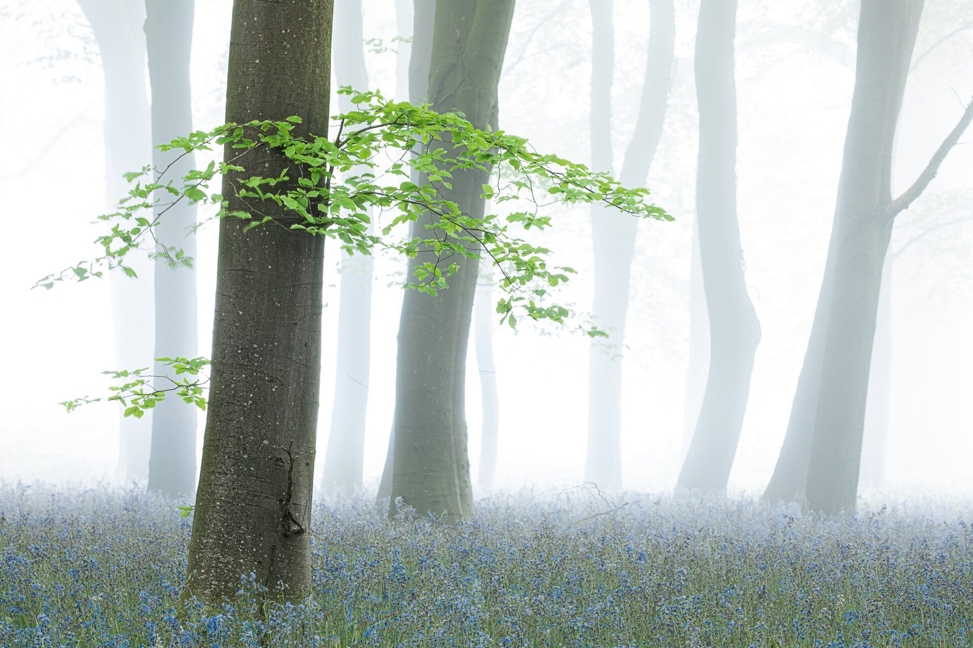 Photo: © Philip Selby / British Wildlife Photography Awards