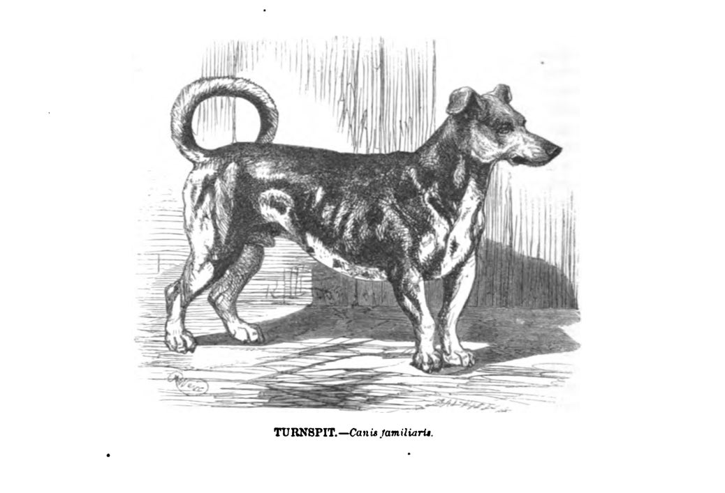 Image: Google Books / The Illustrated Natural History (Mammalia)