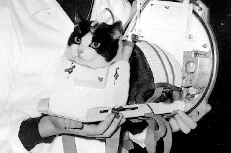 Félicette in her carrier before the historic flight. 