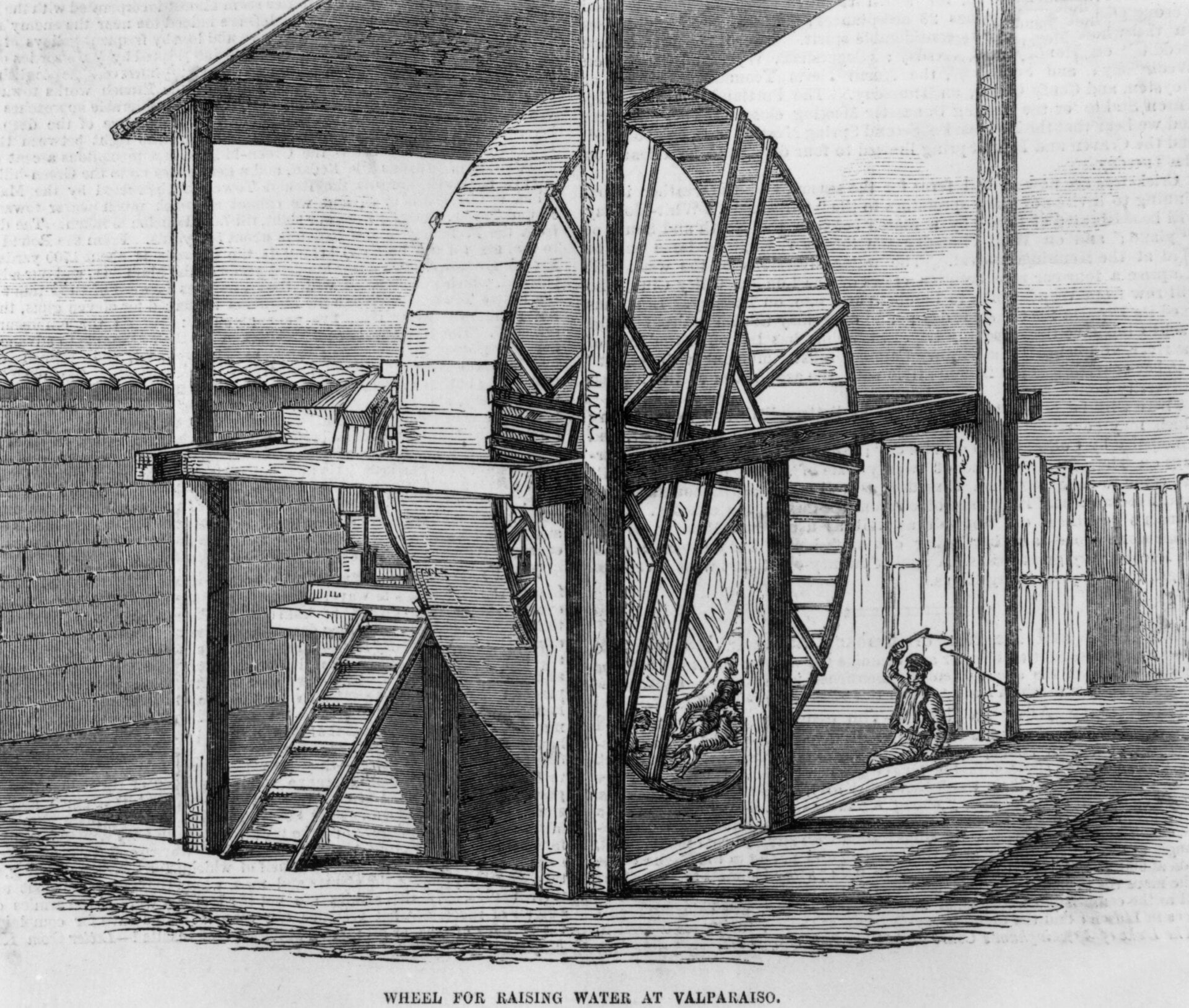 Four dogs power a wheel for pumping water at Valparaiso, Chile, overseen by a man with a whip, in 1855. 