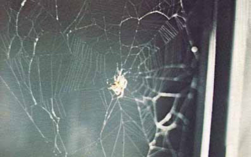 Arabella’s first web had serious issues, but her next web more resembled those she spun back on Earth. 