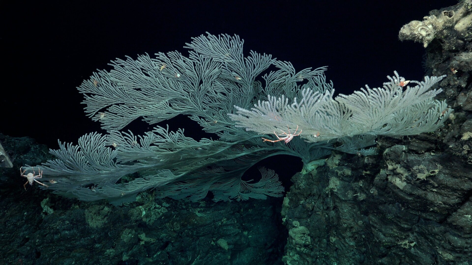 Primnoid coral with various other animals nearby, found during Dive 665.