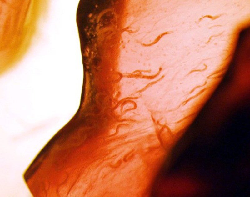 The C. elegans nemotodes, or round worms, undergoing experimentation on the Space Shuttle. 