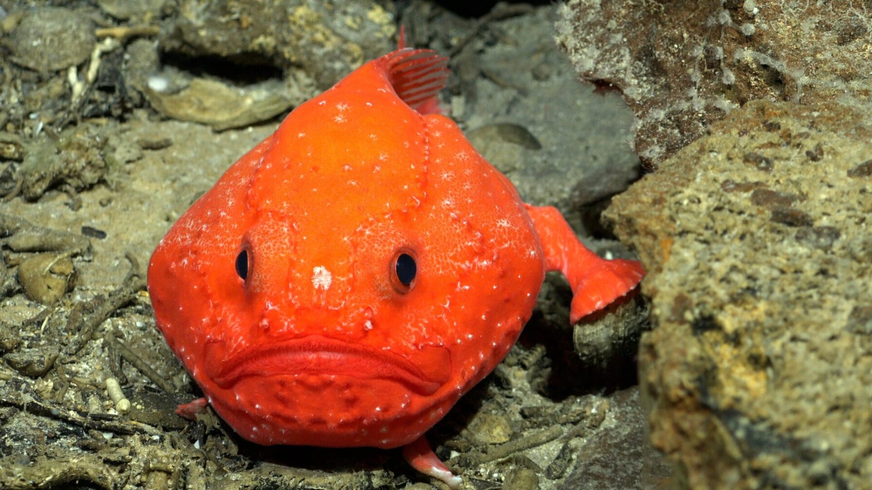 Soad Fish Trove of Unknown Deep-Sea Life Discovered in the South Pacific