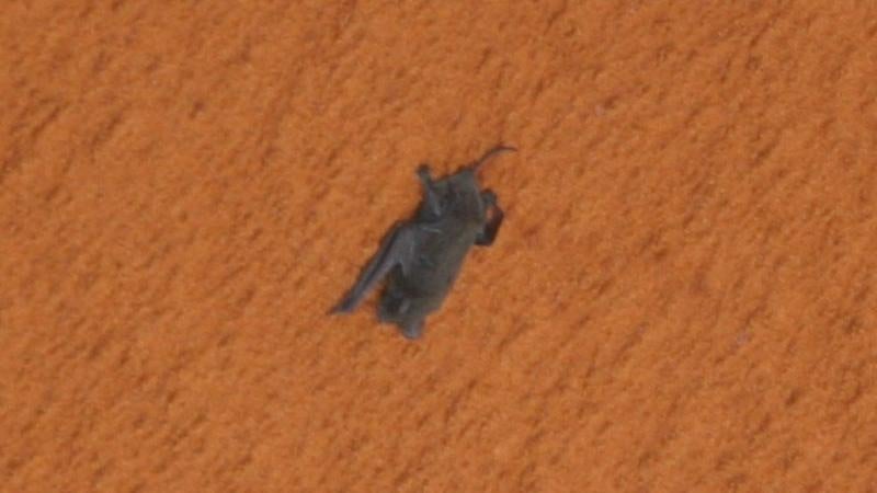 A bat clinging to the Space Shuttle fuel tank in 2009.