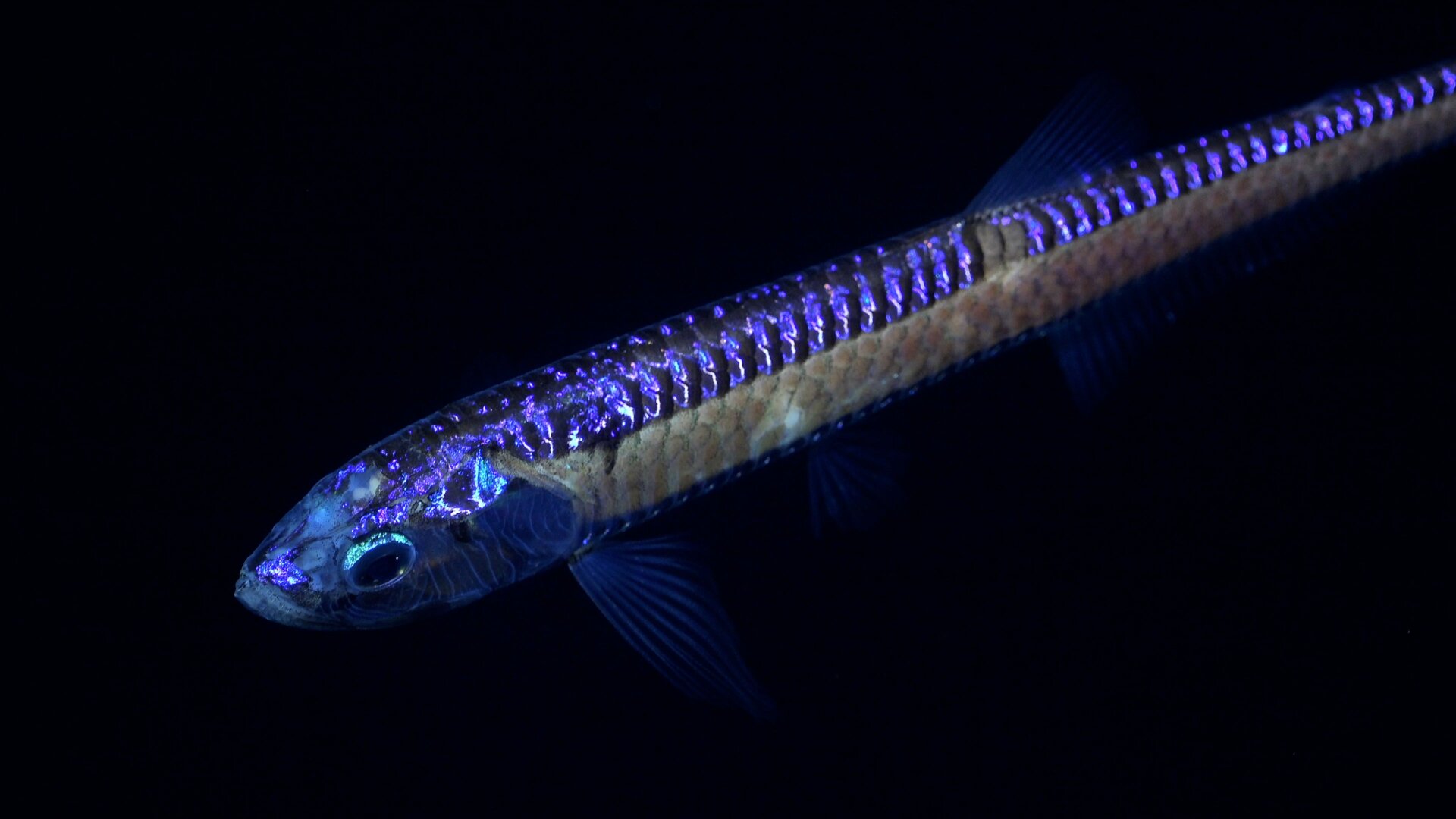 A deep sea dragonfish found during Dive 674.