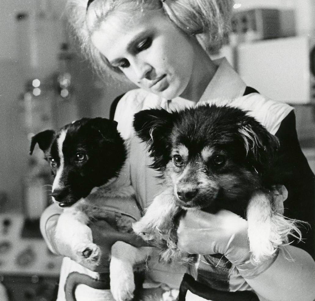 Soviet cosmodogs Veterok and Ugolyok. 