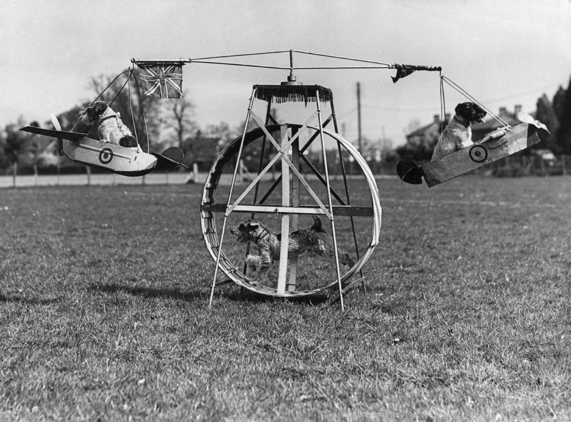 Three dogs practice on a flying machine for their circus show. One turns a wheel which moves the planes the others sit in on April 21, 1943. 