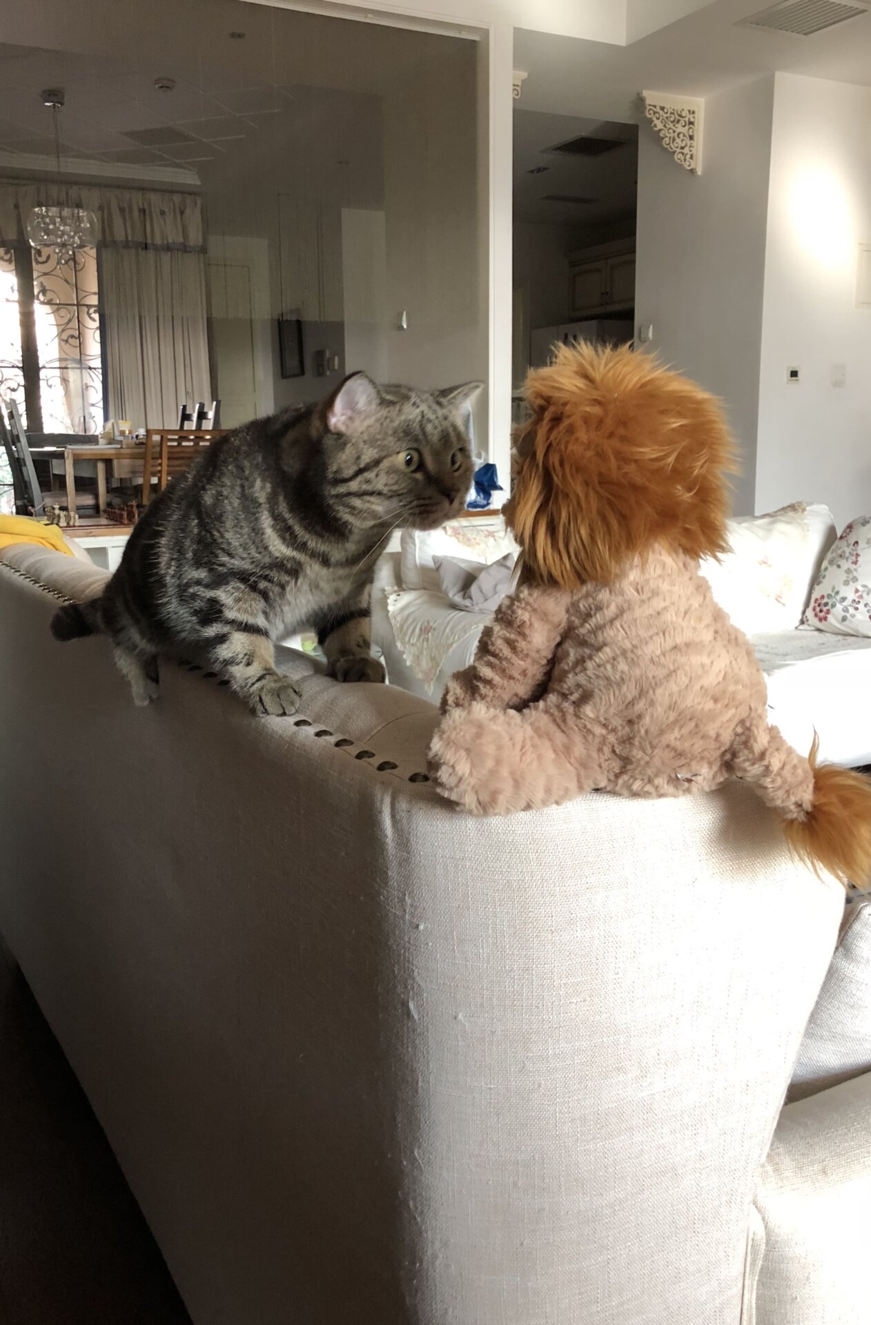 Photo: ©Silvia Jiang/Comedy Pets
